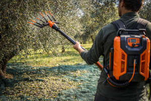 Raccolta olive